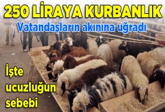 250 liraya kurbanlık