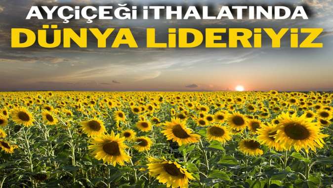 Ayçiçeği ithalatında dünya lideriyiz