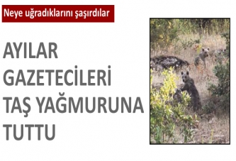 Ayılar gazetecilere taşla saldırdı