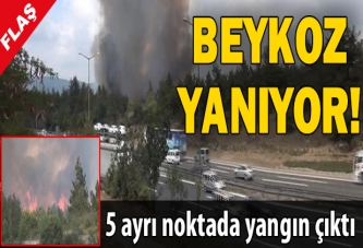 Beykoz'da Orman Yangını