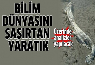 Bilim dünyasını şaşırtan yaratık