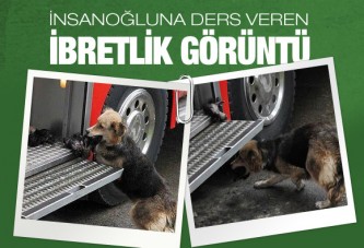 Dünya bu anne köpeği konuşuyor!