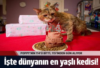 Dünyanın en yaşlı kedisi 114 yaşında!