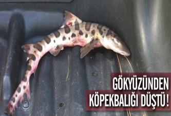 Gökyüzünden Köpekbalığı Düştü