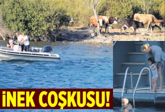 İnek coşkusu