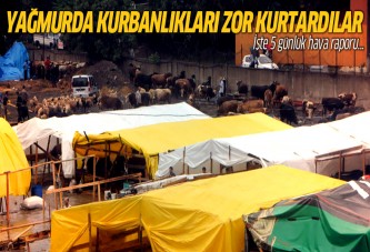 İstanbul'daki yağmurda kurbanlıklar zor kurtuldu