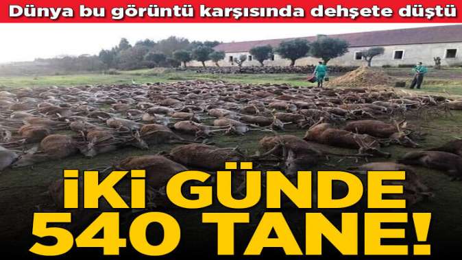 Katliam yaptılar! İki günde 540 tane...