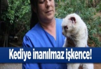 Kediye inanılmaz işkence!