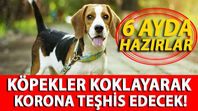 Köpekler 6 ay eğitimle korona teşhis edecek