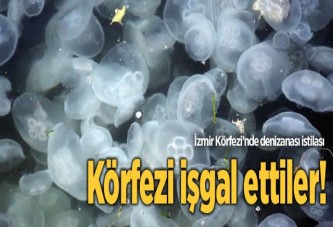 Körfezde deniz anası istilası