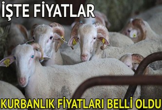 Kurbanlık fiyatları açıklandı