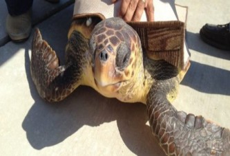 Marmaris'te yaralı caretta caretta kurtarıldı