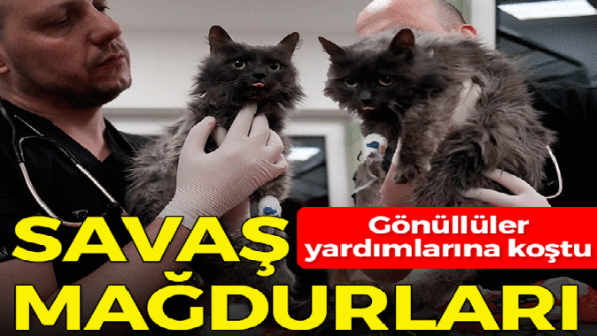 Polonyadaki gönüllü veterinerler savaş mağduru canlara bakıyor