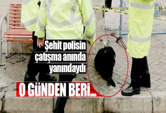 Şehit polisin beslediği köpek kulübenin önünden ayrılmadı