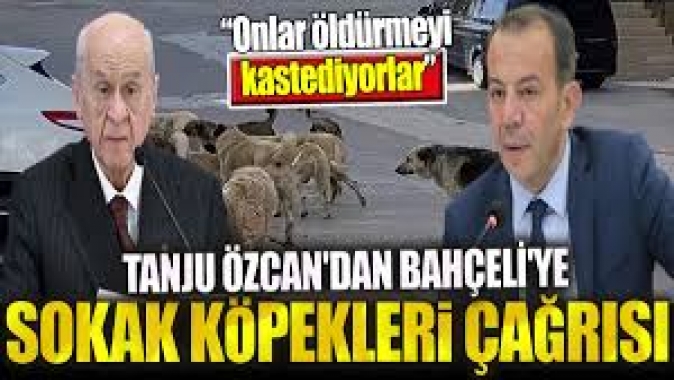 Tanju Özcandan Bahçeliye sokak köpekleri çağrısı.