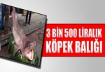 3 bin 500 liralık köpek balığı vatandaşların ilgi odağı oldu