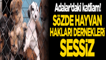 Adalar’daki katliam! Sözde hayvan hakları dernekleri sessiz