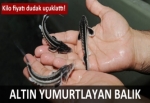 Altın yumurtlayan balık