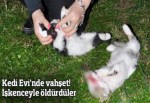 Belediyenin 'Kedi Evi'ndeki 2 yavruyu işkenceyle öldürmüşler