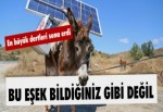 BU EŞEK ELEKTRİK ÜRETİYOR