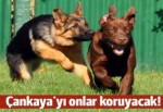 Çankaya'yı üstün yetenekli köpekler koruyacak