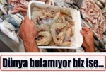 Dünya bulamıyor biz yem yapıyoruz