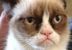 Grumpy Cat film yıldızı oluyor