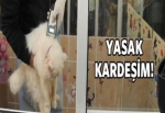 Kadıköy'de pet-shop yasağı başladı