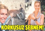 Korkusuz Şebnem