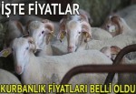 Kurbanlık fiyatları açıklandı