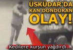 Üsküdar’da silahlı maganda kedilere kurşun yağdırdı