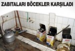 Zabıtaları böcekler karşıladı