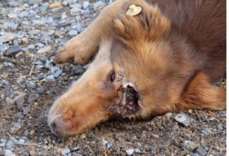 Yaralı köpek ölmek üzereyken hayata döndü