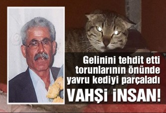 Yavru kediyi parçaladı, serbest bırakıldı